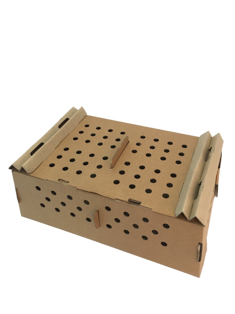 Carton de transport des poussins